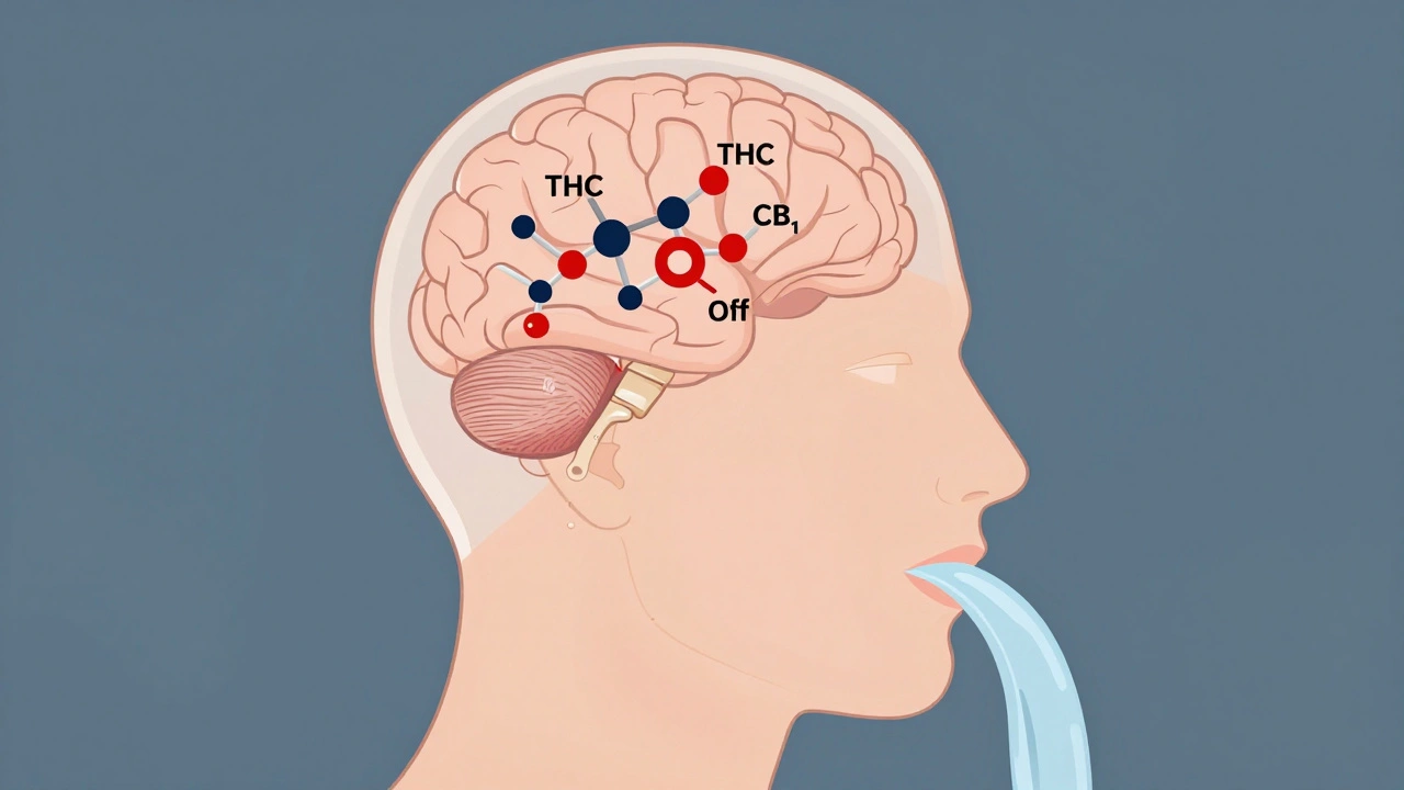 Schematische Darstellung, wie THC-Rezeptoren die Speichelproduktion hemmen, während Wasser den Mund befeuchtet.