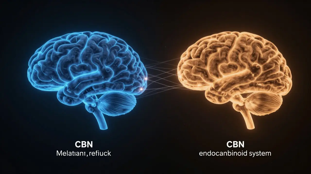 Konzeptuelle Darstellung des Gehirns mit zwei sanft leuchtenden Wegen für Melatonin und CBN, die den Schlaf regulieren.