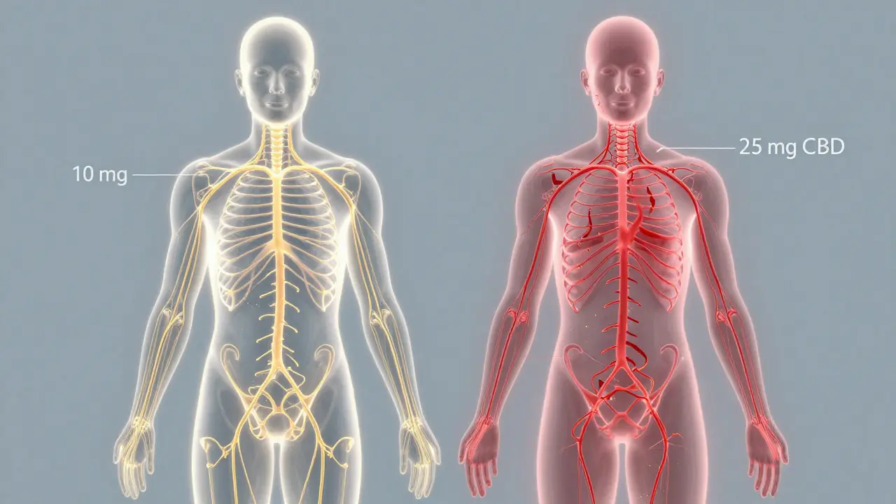 Zwei durchscheinende Körper zeigen die sanfte Wirkung von 10 mg CBD im Vergleich zur Überlastung von 25 mg CBD.