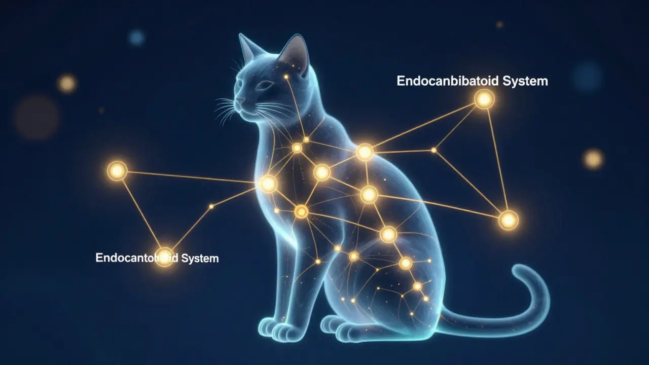 Konzeptionelle Darstellung des Endocannabinoid-Systems in einer Katze