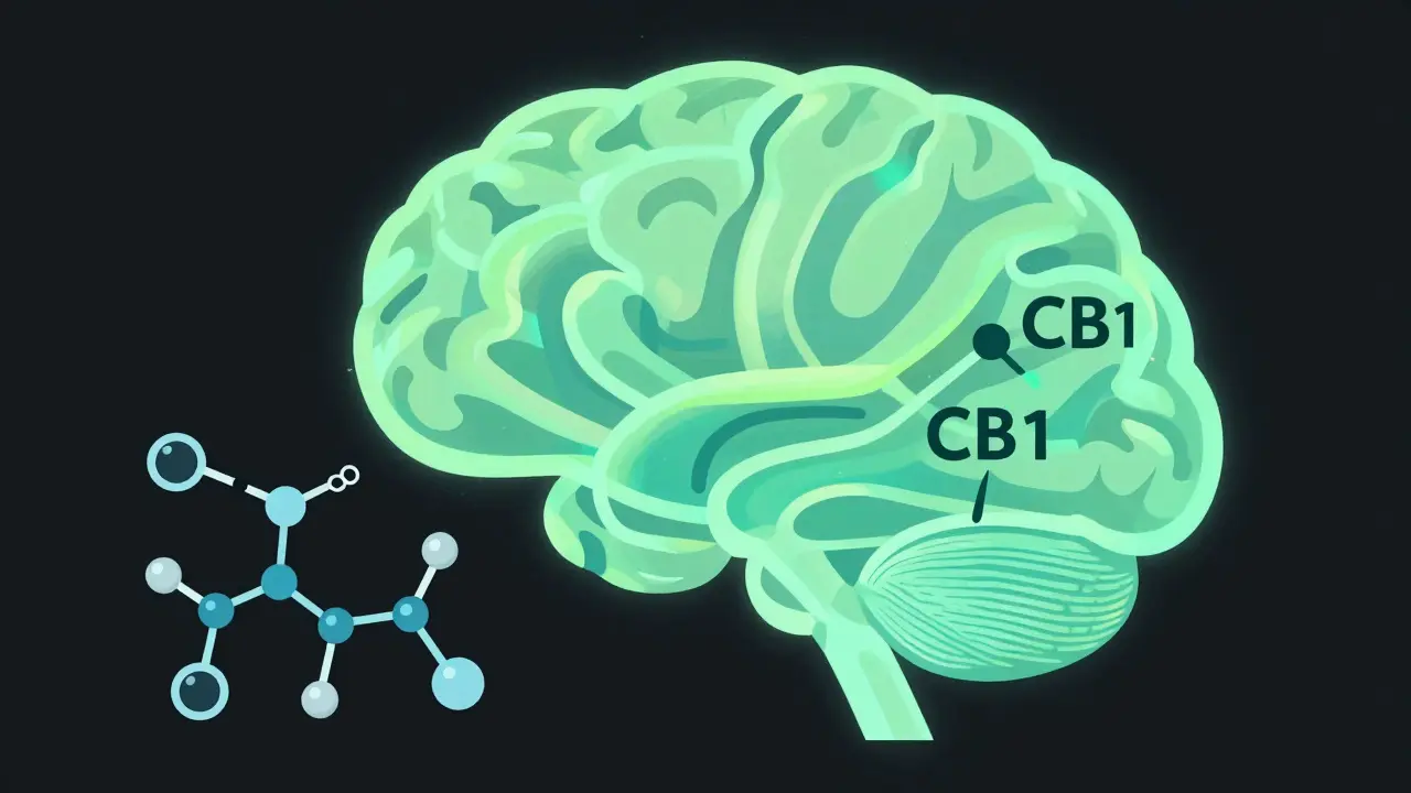 Abstrakte Darstellung des Endocannabinoid-Systems und CBD-Moleküle