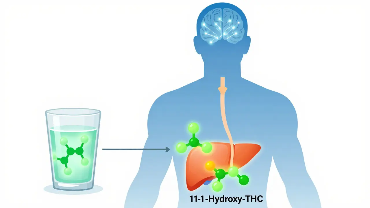 Illustration der THC-Aufnahme im Körper über Leber und Magen