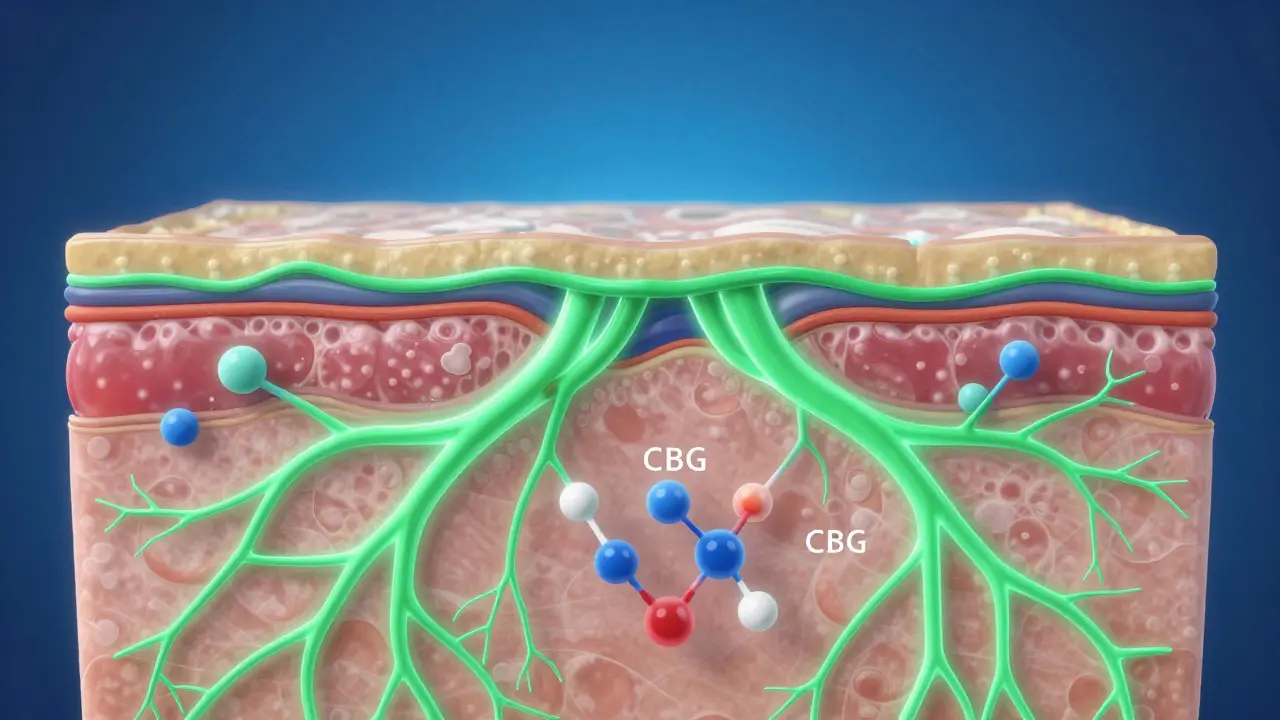 Illustration des Endocannabinoid-Systems in der Haut mit CBG-Molekülen